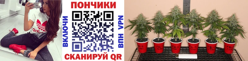 Где найти наркотики Змеиногорск COCAIN  A PVP  Амфетамин  Бошки Шишки 